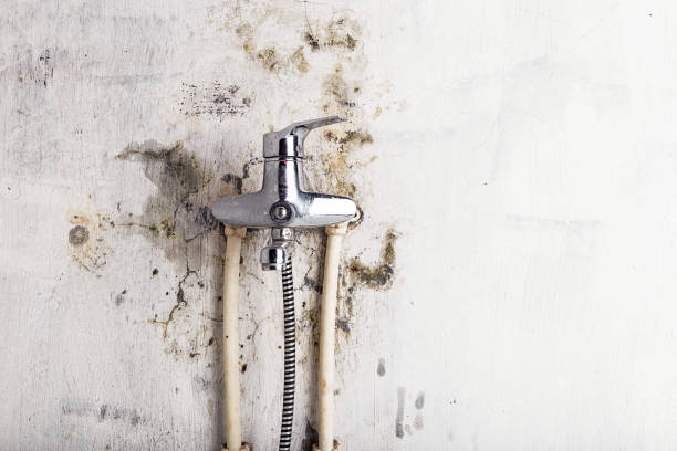 Best Black Mold Remediation in Oxford, IN