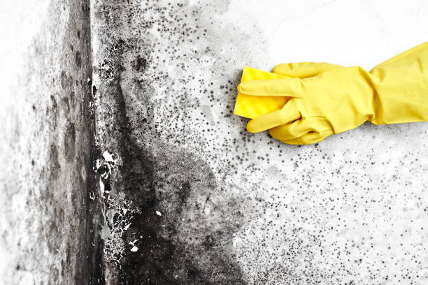 Best Post-Flood Mold Remediation in Oxford, IN